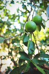 lemons on tree