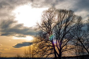 Spreading crown of a tree against the evening sky, beautiful optical highlights