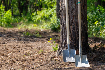two shovel shovels leaning against a pine tree in the Park