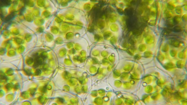 Видео деления клетки под микроскопом Mitosis, light micrograph Stock Image C006/9705 Science Photo Library
