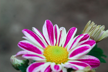 Obraz premium Macro of a pink and white mix color dalia flower