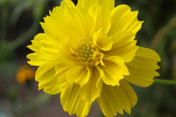 yellow color dalia flower closeup