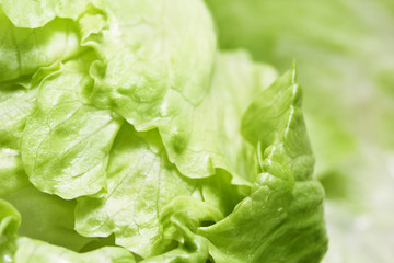 Green salad leaves closeup. Fresh iceberg lettuce head. Selective focus