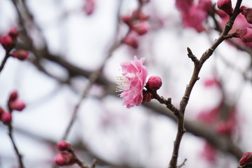 梅の花