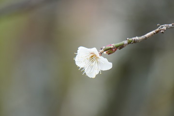 梅の花