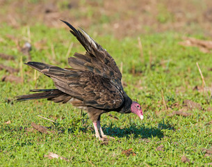 Turkey Vulture