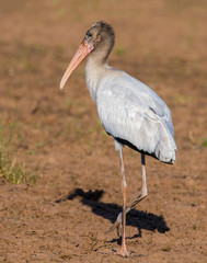 Wood Stork
