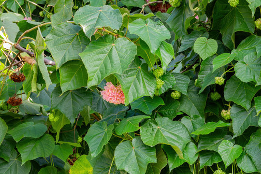 Pink Dombeya blossom in the famous Huntington Library