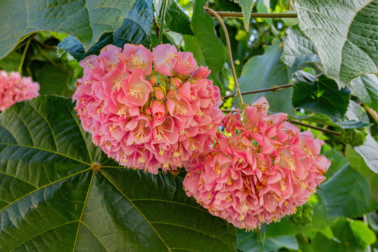 Pink Dombeya blossom in the famous Huntington Library