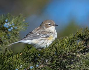 Yellow-rumped Warbler on a perch