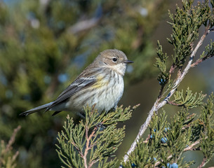 Yellow-rumped Warbler on a perch