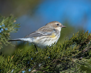 Yellow-rumped Warbler on a perch