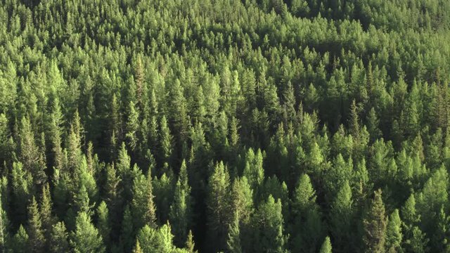 4K aerial photography of a flight over a beautiful green forest in the countryside over the tops of trees