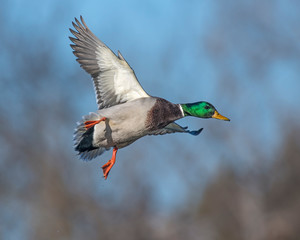 Obraz premium Mallard in flight