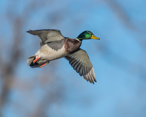 Mallard in flight