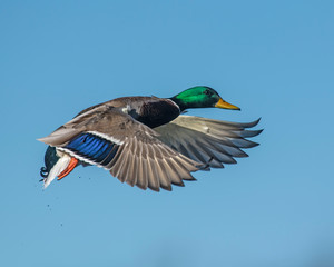 Mallard in flight