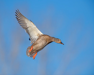 Mallard in flight