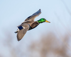Obraz premium Mallard in flight