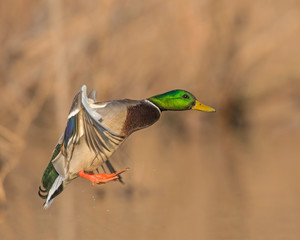 Mallard in flight