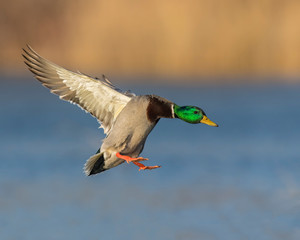 Mallard in flight
