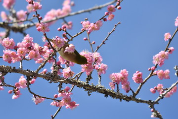梅の花とウグイス