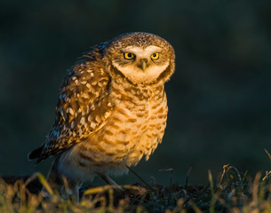 Burrowing Owl