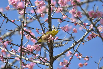 梅の花とウグイス