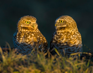 Burrowing Owl