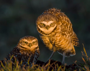 Burrowing Owl