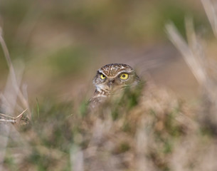 Burrowing Owl