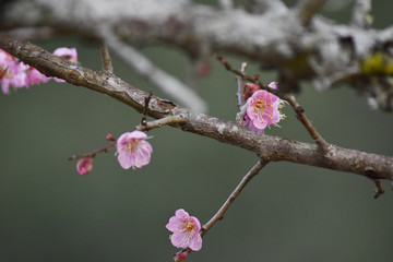 梅の花とウグイス