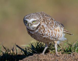 Burrowing Owl