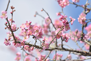 Fototapeta na wymiar 梅の花とウグイス