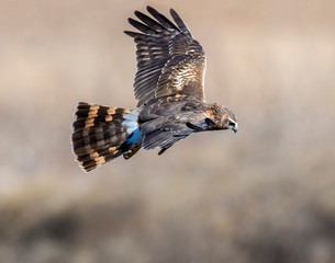 Northern Harrier in flight