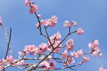 梅の花とウグイス