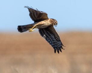 Northern Harrier in flight
