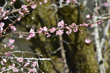 梅の花とウグイス
