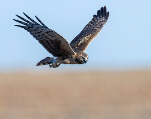 Northern Harrier in flight