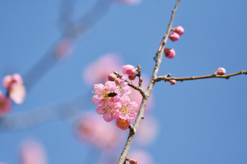 梅の花とウグイス