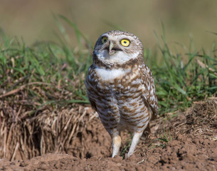 Burrowing Owl