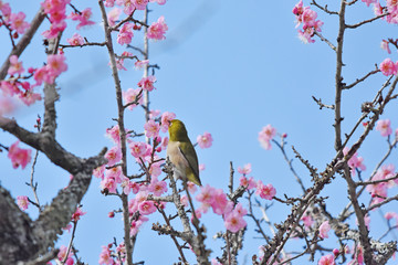 梅の花とウグイス