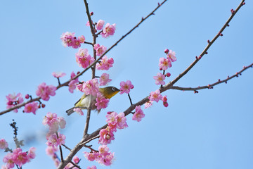 梅の花とウグイス