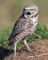 Burrowing Owl