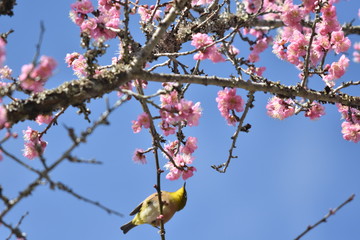 梅の花とウグイス