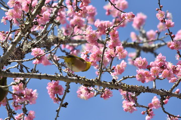 梅の花とウグイス