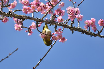 梅の花とウグイス