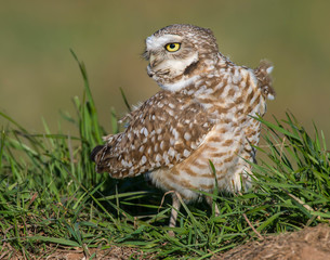 Burrowing Owl