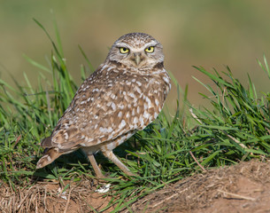 Burrowing Owl
