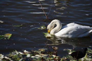 熱心に白菜を食べているオオハクチョウの成鳥1羽。日本、千葉県、2020年1月。