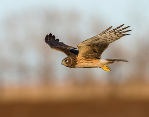 Northern Harrier in flight